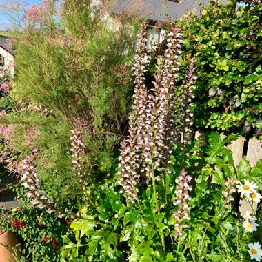 Acanthus mollis