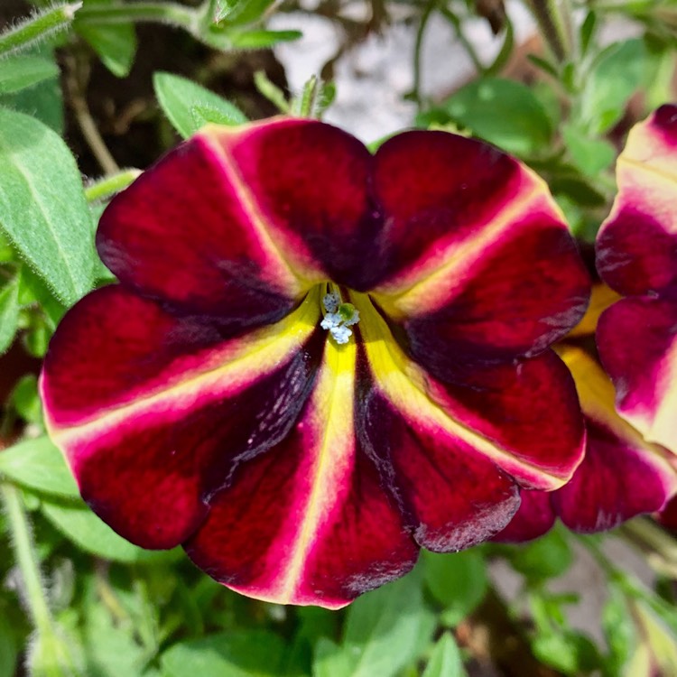 plant image 1137532