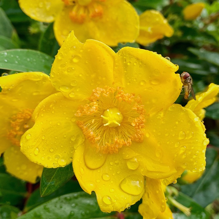 plant image 1138785 plant image 1138785
