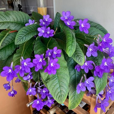 Streptocarpus