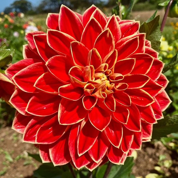 plant image 1151001