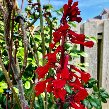 Lobelia cardinalis 'Queen Victoria'