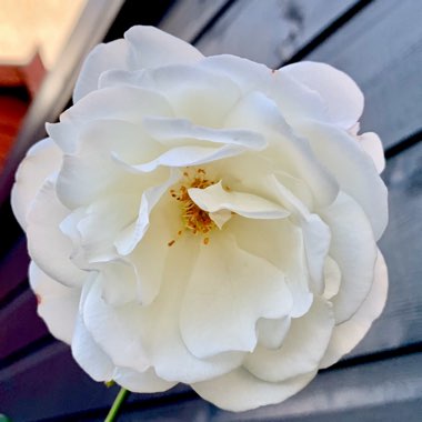 Rosa 'Korbin' syn. Rosa 'Iceberg', Rosa 'Fee des Neiges', Rosa 'Schneewittchen'
