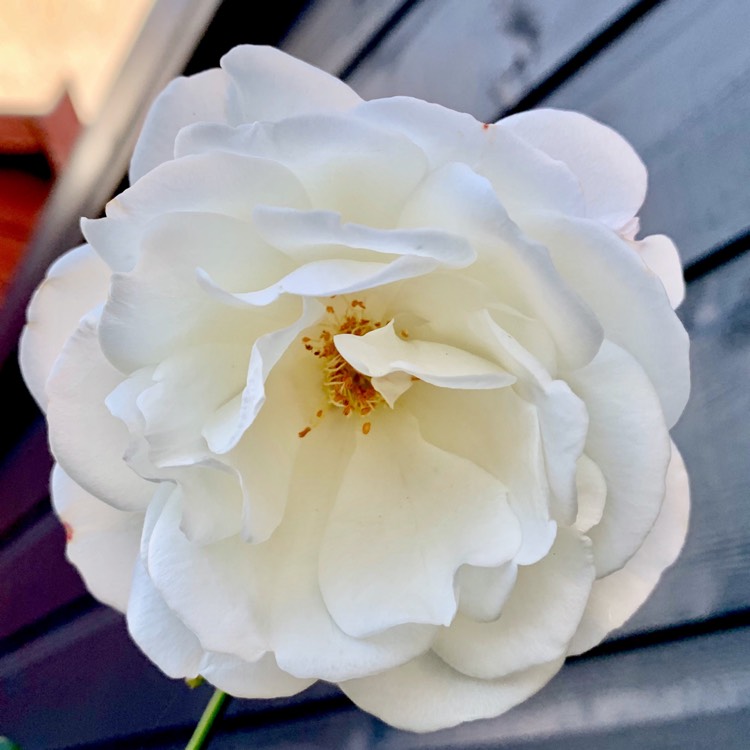 Rosa 'Korbin' syn. Rosa 'Iceberg', Rosa 'Fee des Neiges', Rosa ...