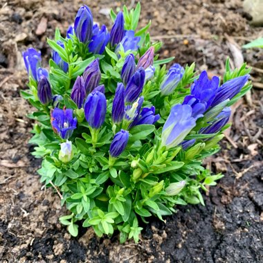 Gentiana 'Diana'