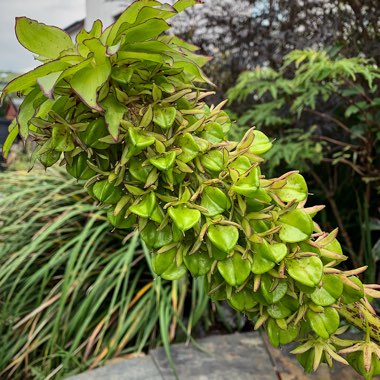 Eucomis