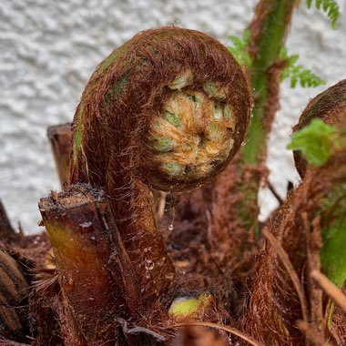 Dicksonia antarctica