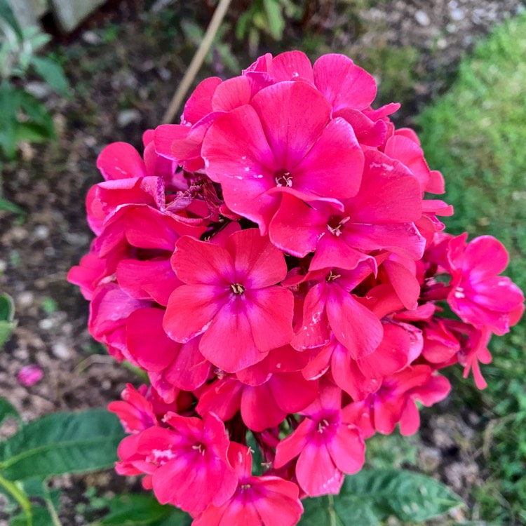 Plant image Phlox Paniculata 'Younique Cerise'