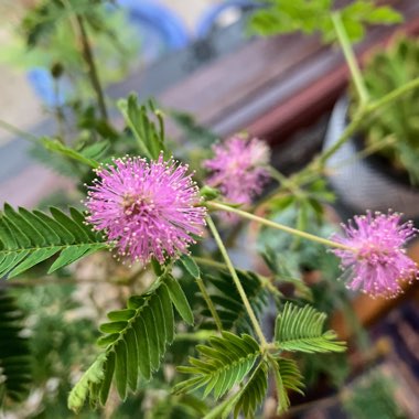 Mimosa pudica