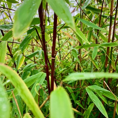 Fargesia 'nitida'