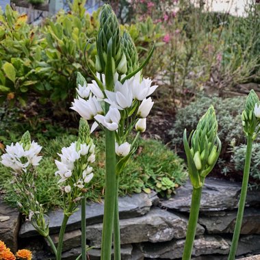 Ornithogalum thyrsoides