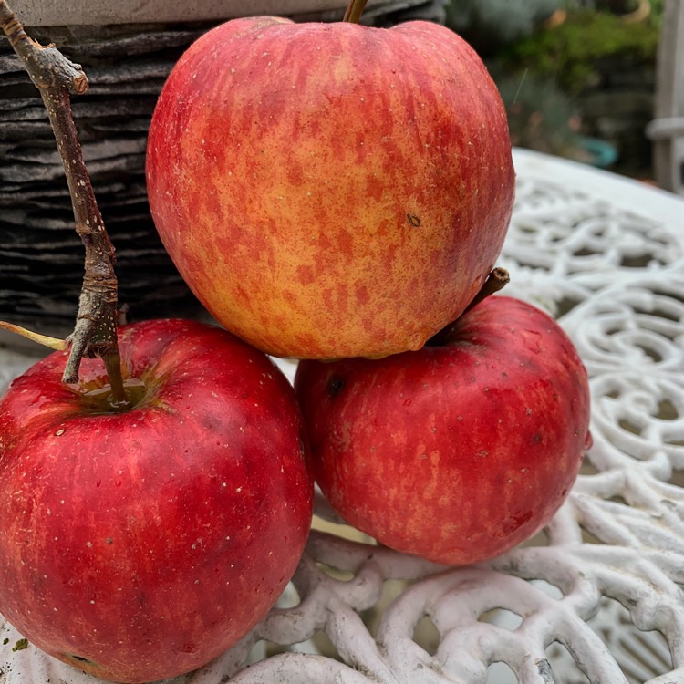 Plant image Malus domestica 'Falstaff'