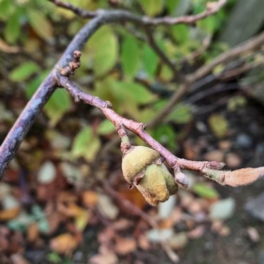 Hamamelis