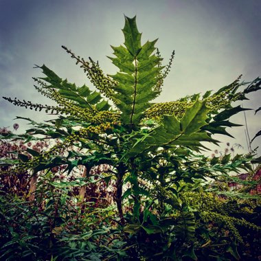 Mahonia x media 'Charity'
