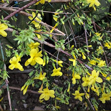 Jasminum nudiflorum