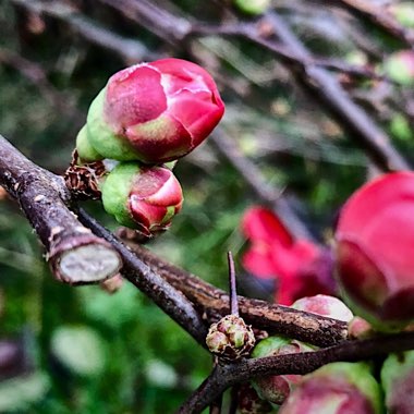 Chaenomeles japonica
