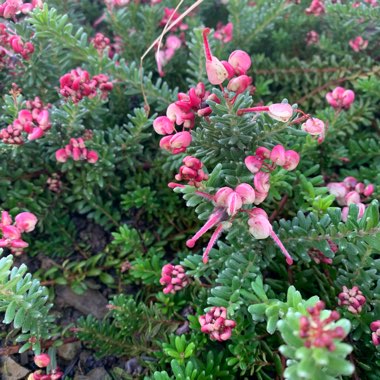 Grevillea