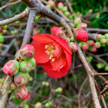 Chaenomeles japonica