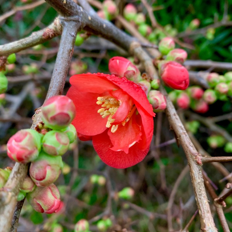 Plant image Chaenomeles japonica