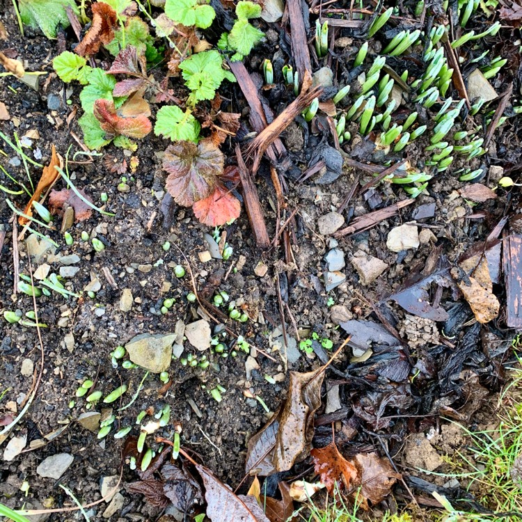 plant image 1222628