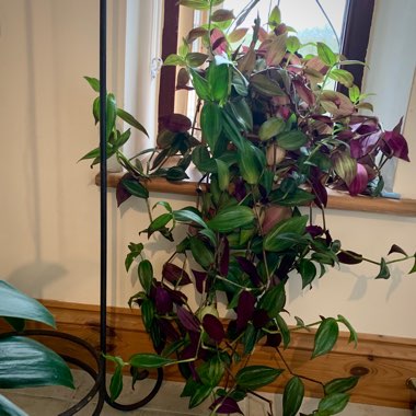 Tradescantia zebrina  syn. Tradescantia tricolor, Tradescantia zebrina pendula, Tradescantia pendula