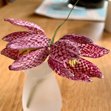 Fritillaria meleagris