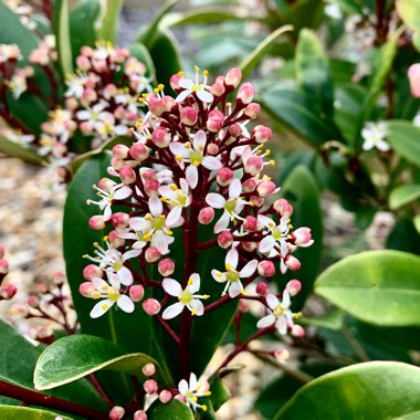 Skimmia japonica