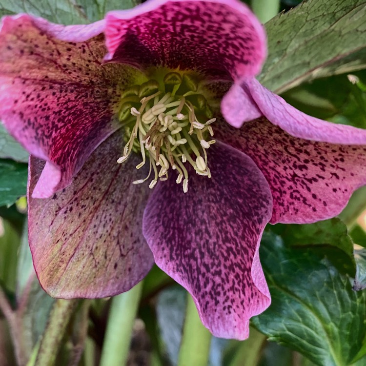 plant image 1256075 plant image 1256075