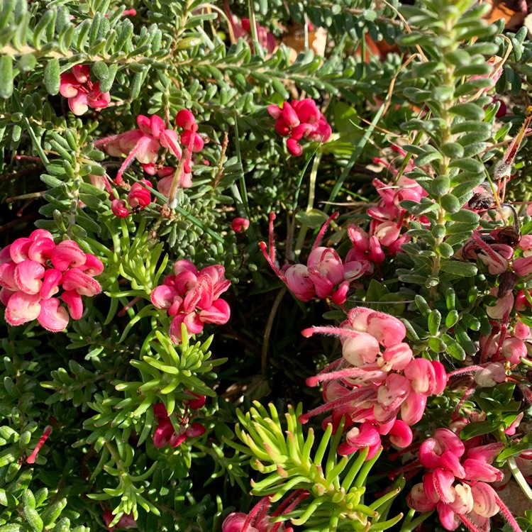 plant image 1259113