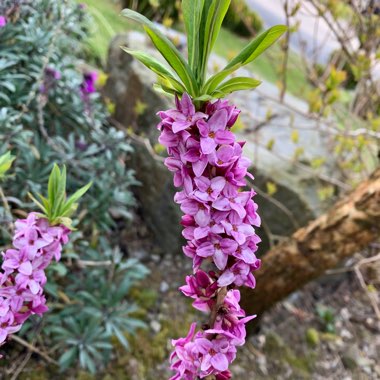 Daphne 'mezereum'
