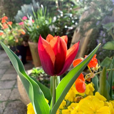 Tulipa
