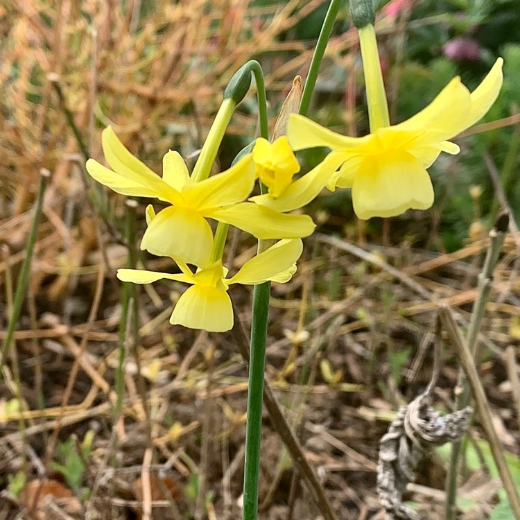 Plant image Narcissus