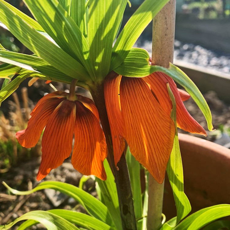 plant image 1268258