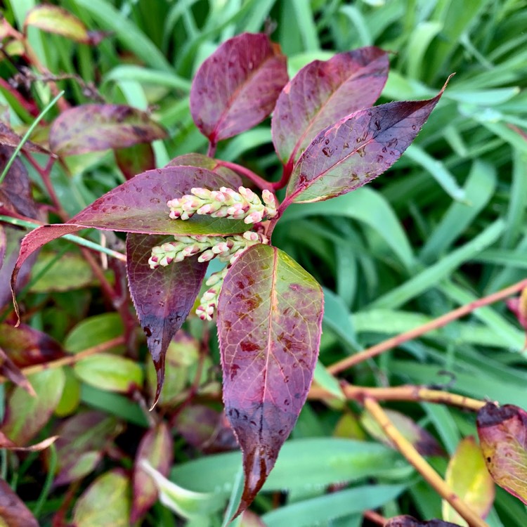 plant image 1274695