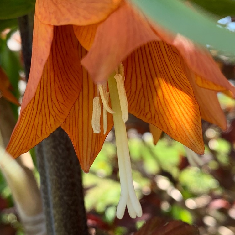 plant image 1275414