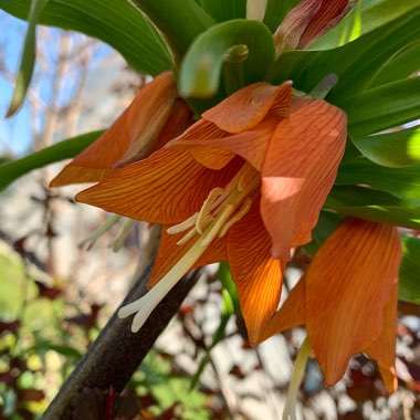 Fritillaria imperialis