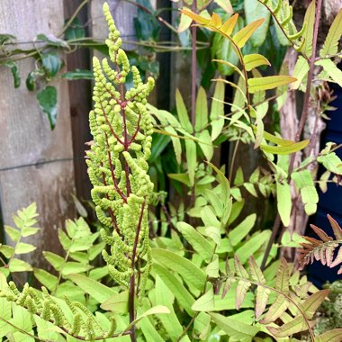 Dryopteris Erythrosora var. 'Prolifica'