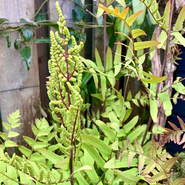 plant image 1295293