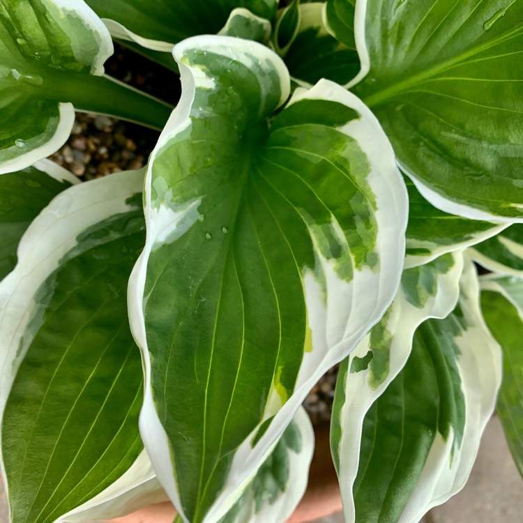 plant image 1299189 plant image 1299189
