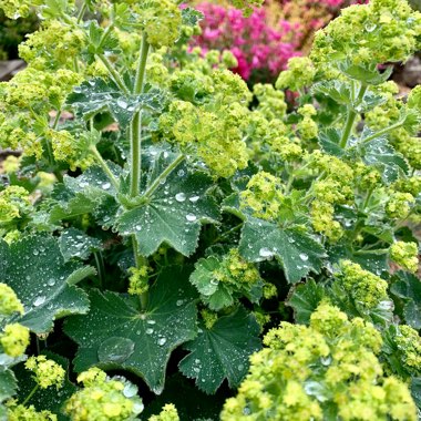 Alchemilla