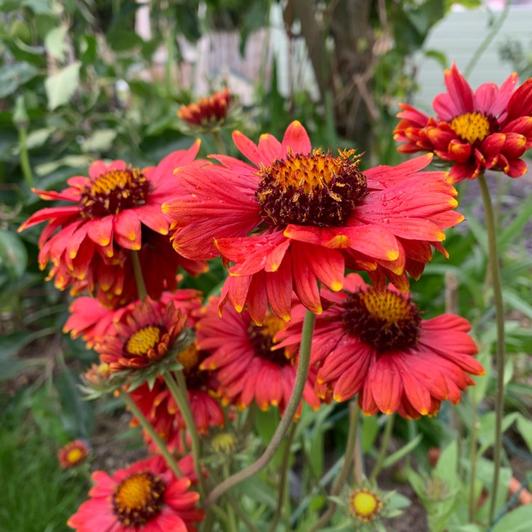 Plant image Gaillardia