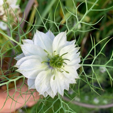 Nigella