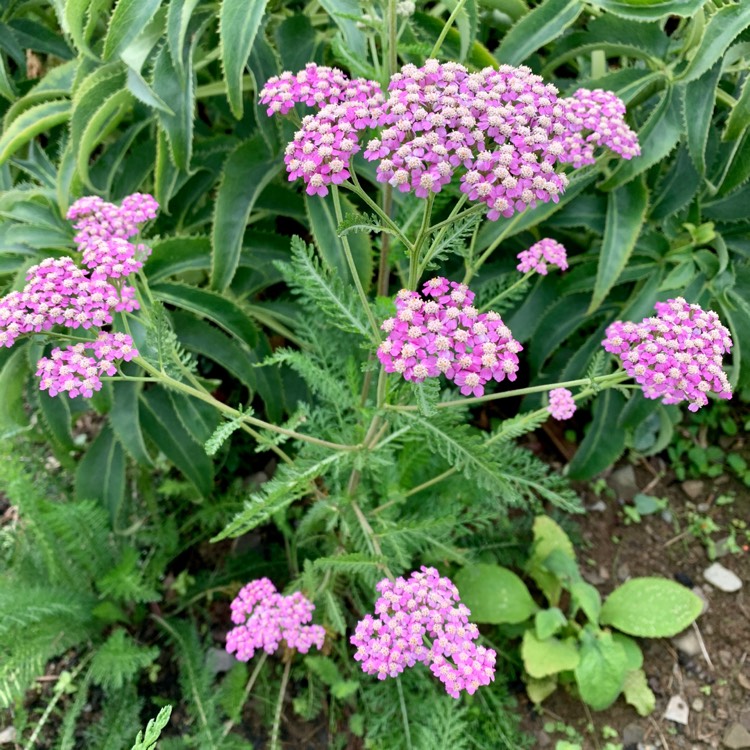 Plant image Achillea Millefolium 'Cerise Queen' syn. Achillea Millefolium 'Cherry Queen'