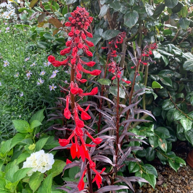 plant image 1378281