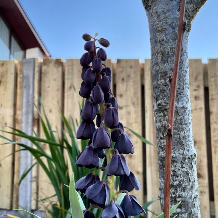 Plant image Fritillaria persica 'Adiyaman'