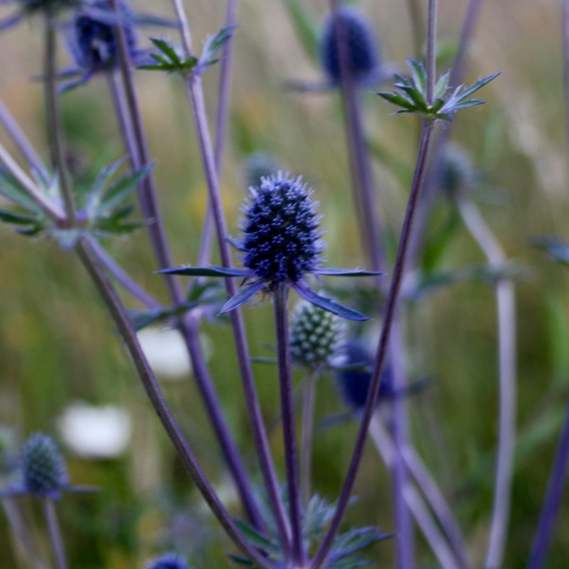 plant image 152304