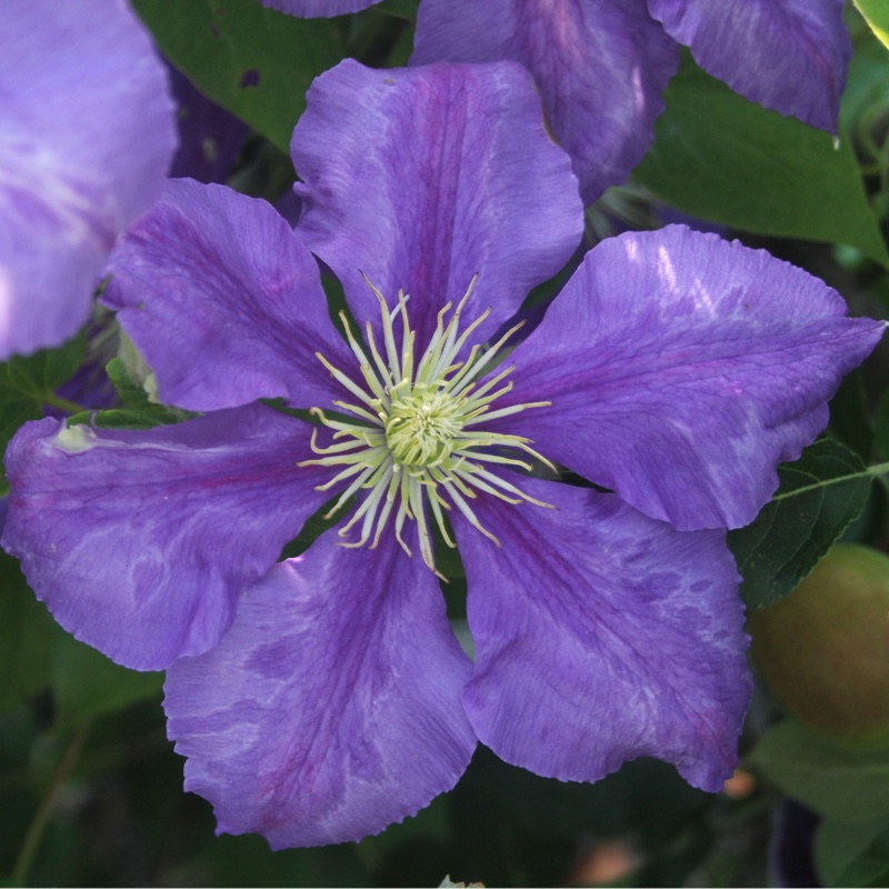 plant image 152311