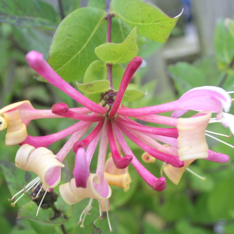plant image 187860