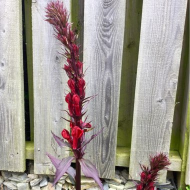 Lobelia cardinalis 'Queen Victoria'