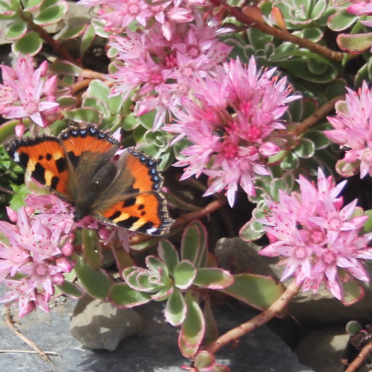 Plant image Sedum Spurium Tricolor